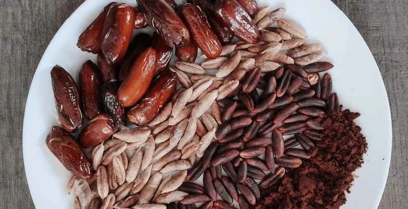 فروش عمده انواع ضایعات خرما + قیمت به صرفه